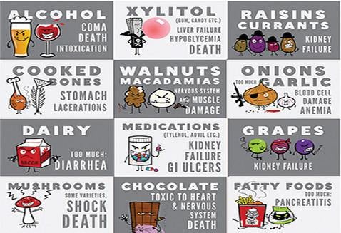 STAT!Syringe® to Induce Vomiting in Dogs in an Emergency - Drake Dog Cancer Foundation