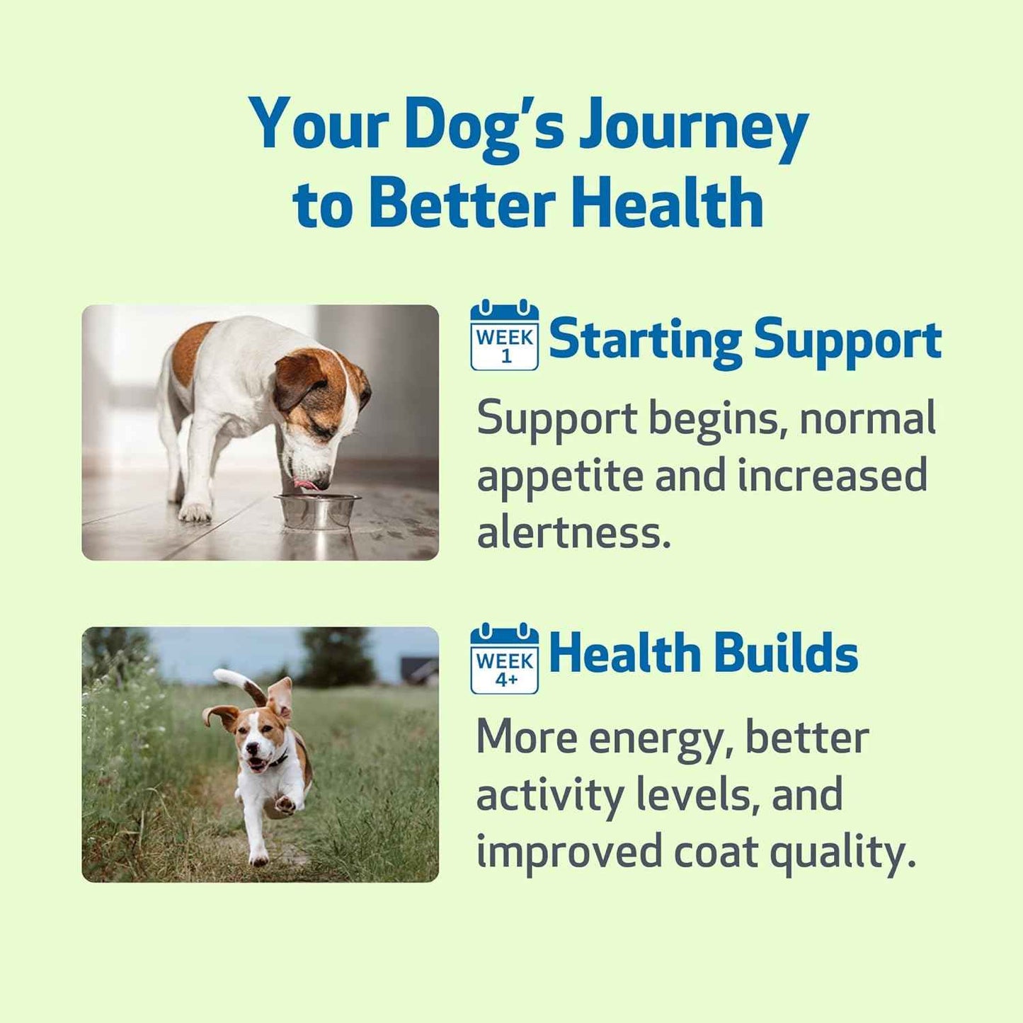 Milk Thistle for Detox Support - Drake Dog Cancer Foundation