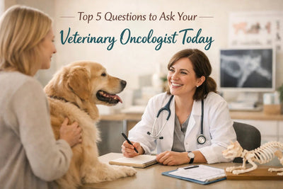 Top 5 Questions to Ask Your Veterinary Oncologist Today - Drake Dog Cancer Foundation