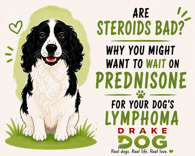Are Steroids Bad? Why You Might Want to Wait on Prednisone for Your Dog's Lymphoma - Drake Dog Cancer Foundation