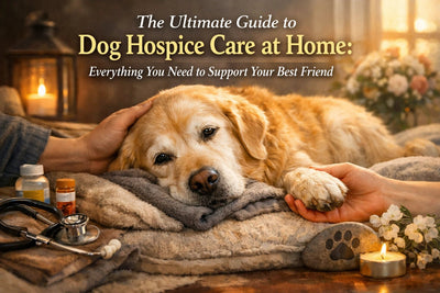 The Ultimate Guide to Dog Hospice Care at Home: Everything You Need to Support Your Best Friend - Drake Dog Cancer Foundation