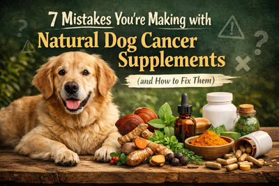 7 Mistakes You’re Making with Natural Dog Cancer Supplements (and How to Fix Them) - Drake Dog Cancer Foundation
