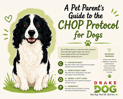 A Pet Parent's Guide to the CHOP Protocol for Dogs - Drake Dog Cancer Foundation
