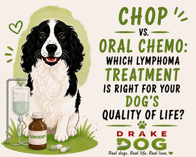 CHOP vs. Oral Chemo: Which Lymphoma Treatment is Right for Your Dog’s Quality of Life? - Drake Dog Cancer Foundation