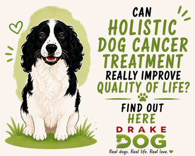 Can Holistic Dog Cancer Treatment Really Improve Quality of Life? Find Out Here