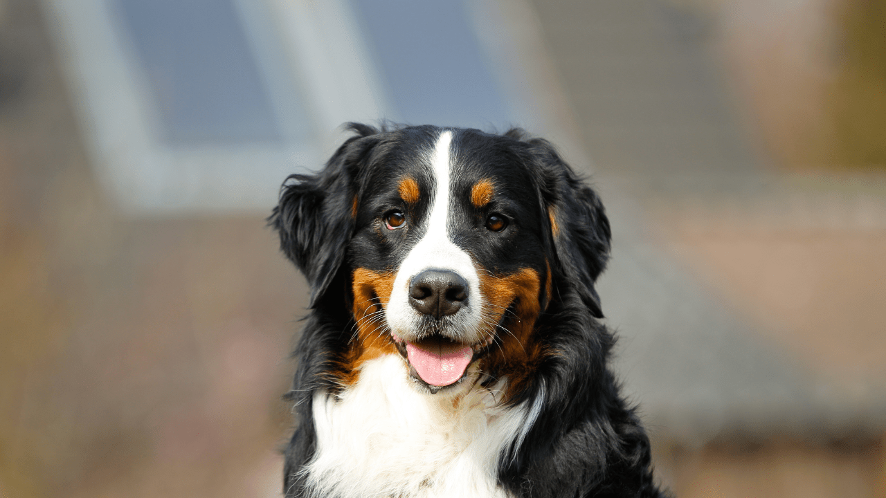 Do Clean Margins Mean My Dog is in the Clear? - Drake Dog Cancer Foundation