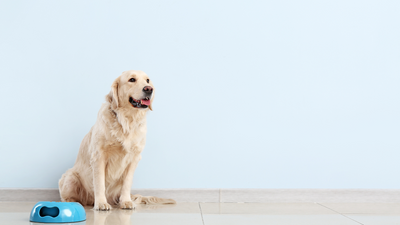 Your Dog's Adrenal Glands & Pheochromocytoma