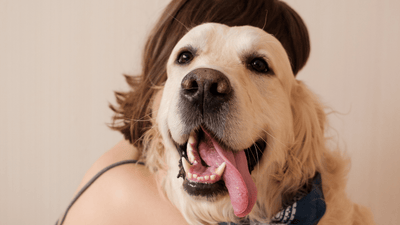 Understanding Canine Lymphoma: Types, Treatment, & Prognosis - Drake Dog Cancer Foundation