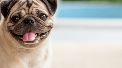 The Debate on Kibble vs Raw Food for Dogs - Drake Dog Cancer Foundation