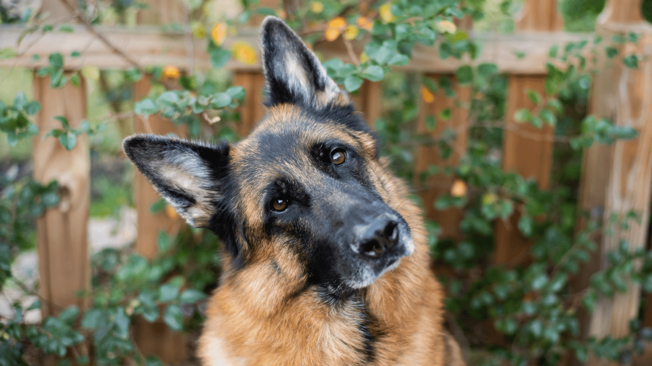 Wait... There's No Universal Diet for Dogs with Cancer? - Drake Dog Cancer Foundation