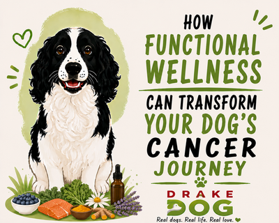 How Functional Wellness Can Transform Your Dog’s Cancer Journey