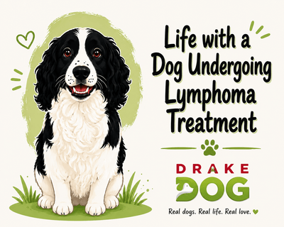 Life with a Dog Undergoing Lymphoma Treatment - Drake Dog Cancer Foundation