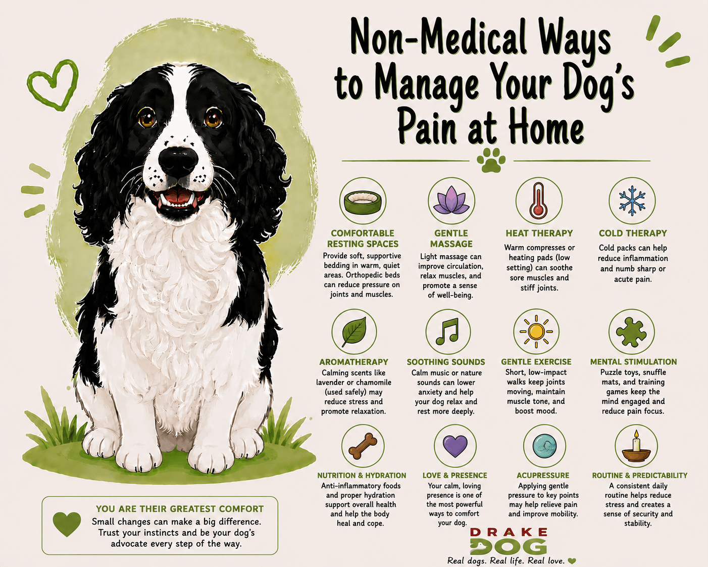 Non-Medical Ways to Manage Your Dog’s Pain at Home - Drake Dog Cancer Foundation