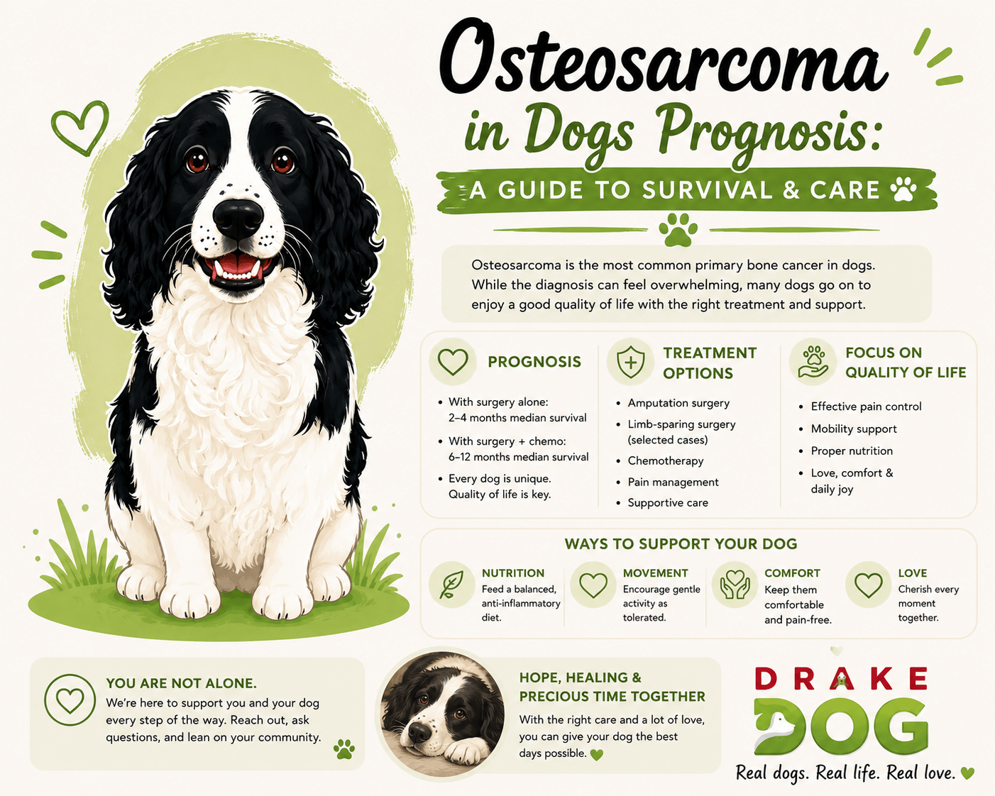Osteosarcoma in Dogs Prognosis: A Guide to Survival & Care - Drake Dog Cancer Foundation
