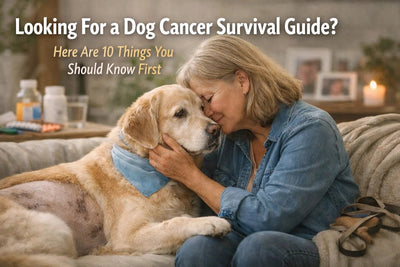 Looking For a Dog Cancer Survival Guide? Here Are 10 Things You Should Know First - Drake Dog Cancer Foundation