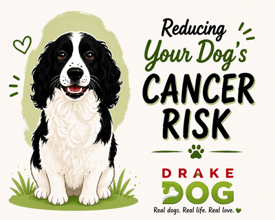 Reducing Your Dog's Cancer Risk - Drake Dog Cancer Foundation