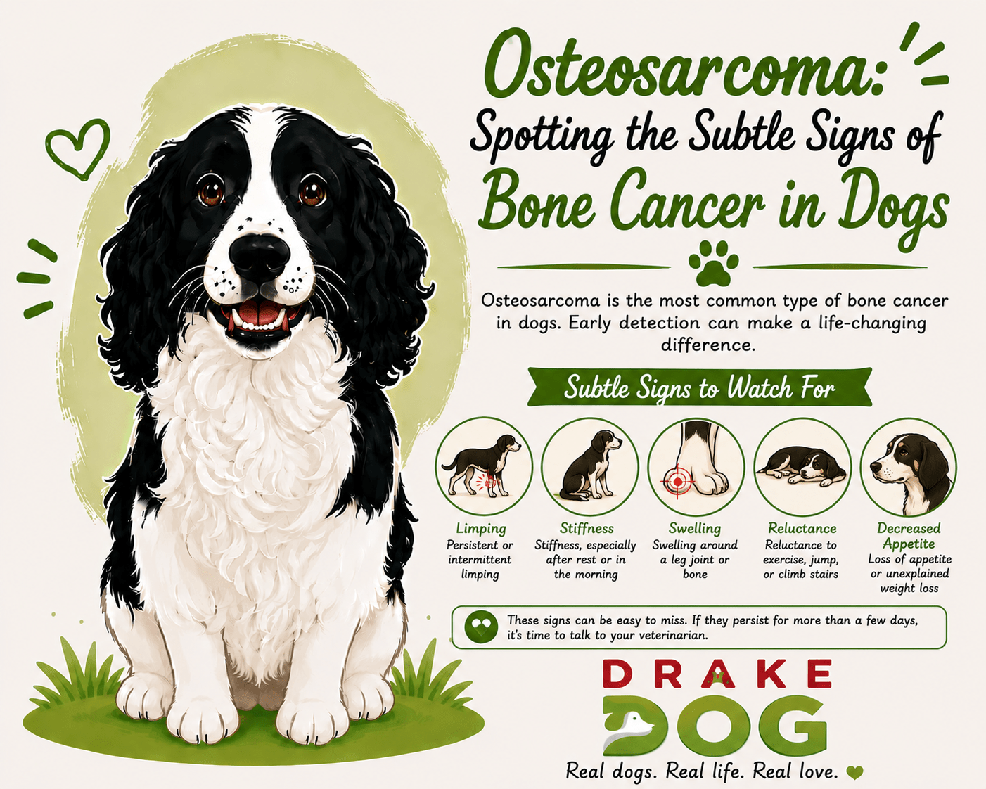 Osteosarcoma: Spotting the Subtle Signs of Bone Cancer in Dogs - Drake Dog Cancer Foundation