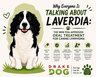 Why Everyone Is Talking About Laverdia: The New FDA-Approved Oral Treatment for Canine Lymphoma - Drake Dog Cancer Foundation