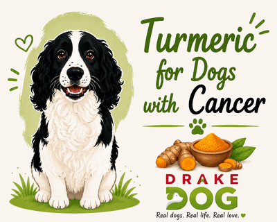 Turmeric for Dogs with Cancer - Drake Dog Cancer Foundation