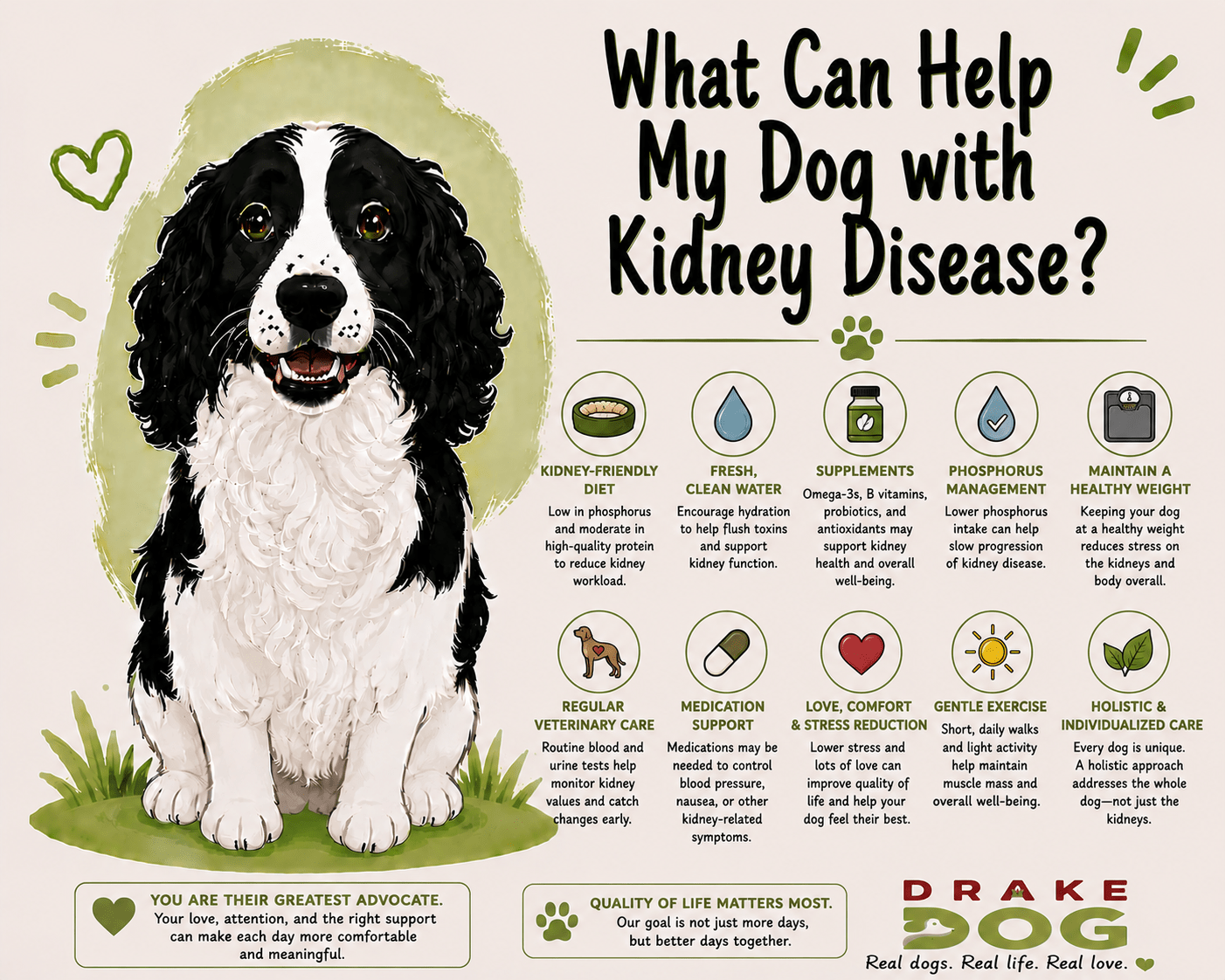 What Can Help My Dog with Kidney Disease? - Drake Dog Cancer Foundation