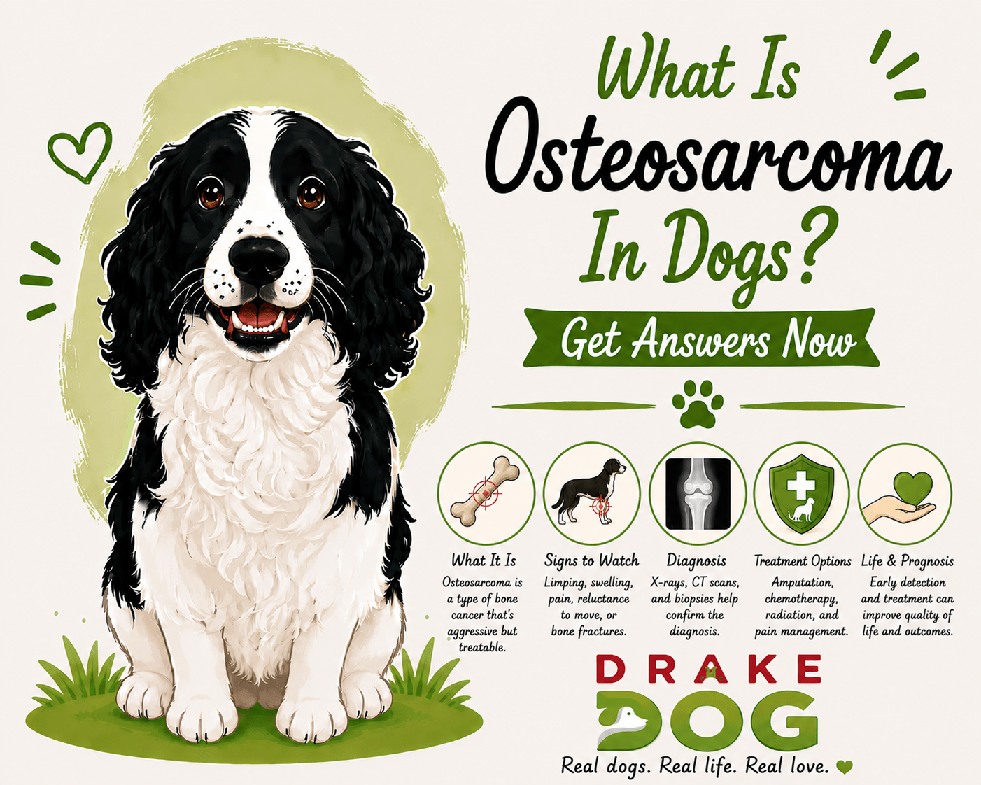 What Is Osteosarcoma In Dogs? Get Answers Now - Drake Dog Cancer Foundation