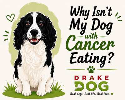 Why Isn't My Dog with Cancer Eating? - Drake Dog Cancer Foundation
