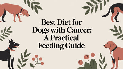 Best Diet for Dogs with Cancer: A Practical Feeding Guide - Drake Dog Cancer Foundation