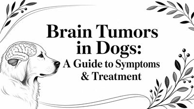 Brain Tumors in Dogs: A Guide to Symptoms & Treatment - Drake Dog Cancer Foundation
