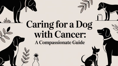 Caring for a Dog with Cancer: A Compassionate Guide - Drake Dog Cancer Foundation