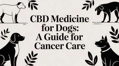 CBD Medicine for Dogs: A Guide for Cancer Care - Drake Dog Cancer Foundation
