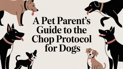 A Pet Parent's Guide to the CHOP Protocol for Dogs