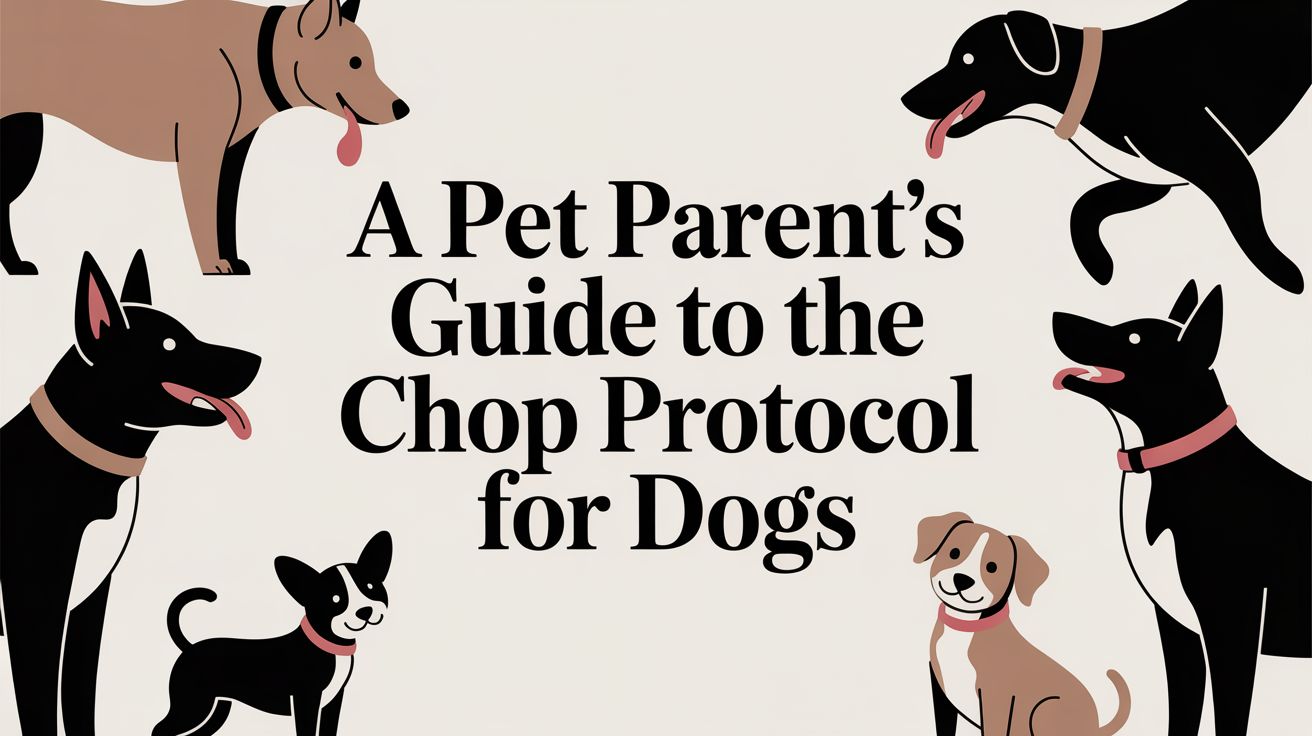 A Pet Parent's Guide to the CHOP Protocol for Dogs