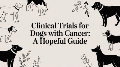 Clinical Trials for Dogs with Cancer: A Hopeful Guide