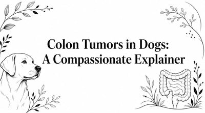 Colon Tumors in Dogs: A Compassionate Explainer