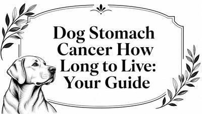 Dog Stomach Cancer How Long to Live: Your Guide - Drake Dog Cancer Foundation