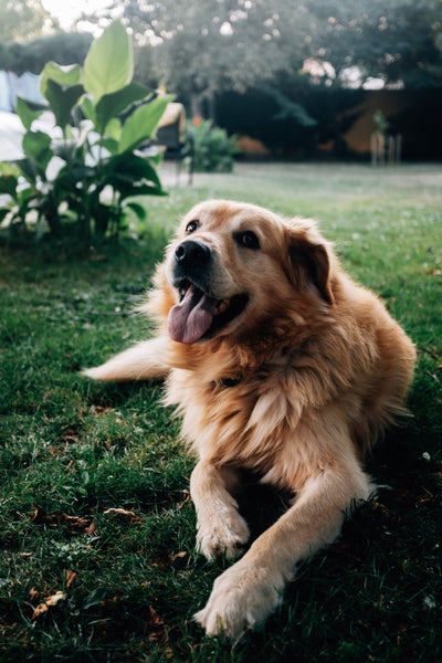 How Do Omega-3s Help Dogs with Cancer? - Drake Dog Cancer Foundation