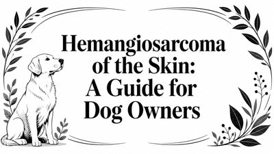 Hemangiosarcoma of the Skin: A Guide for Dog Owners - Drake Dog Cancer Foundation