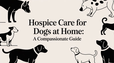 Hospice Care for Dogs at Home: A Compassionate Guide - Drake Dog Cancer Foundation