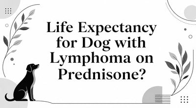 Life Expectancy for Dog with Lymphoma on Prednisone? - Drake Dog Cancer Foundation