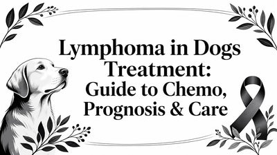 Lymphoma in Dogs Treatment: Guide to Chemo, Prognosis & Care