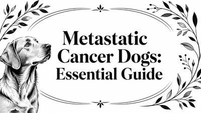 Metastatic Cancer Dogs: Essential Guide - Drake Dog Cancer Foundation