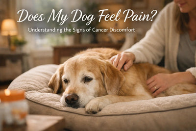 Understanding the Signs of Cancer Discomfort - Drake Dog Cancer Foundation
