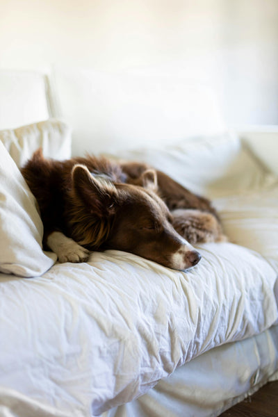 Spotting Pancreatic Cancer Symptoms in Dogs - Drake Dog Cancer Foundation