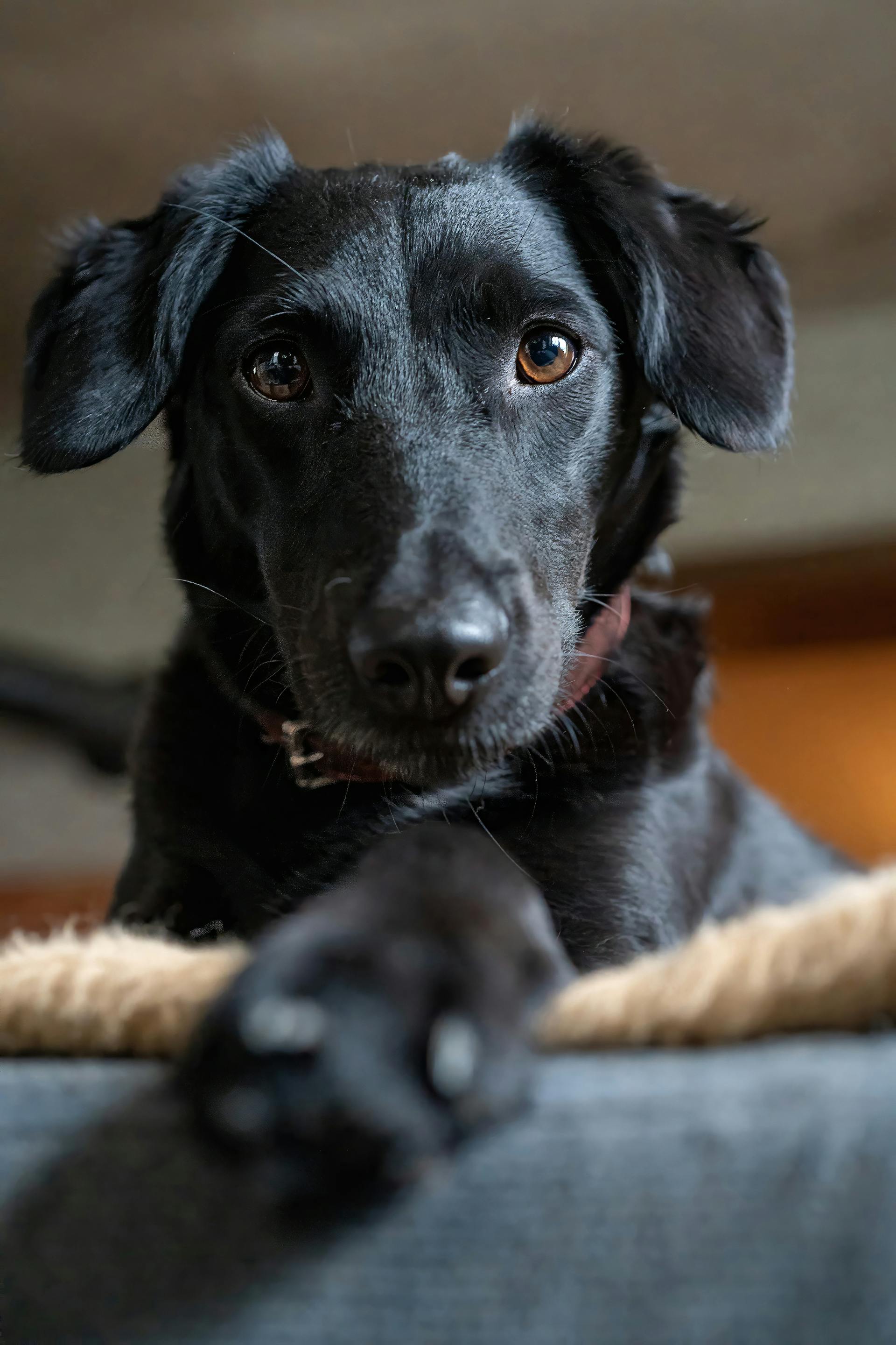 X Rays of Lung Cancer in Dogs: A Guide to What You See - Drake Dog Cancer Foundation