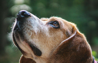 What Veterinary Teams Wish Every Dog Cancer Caregiver Was Tracking