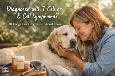 10 Things Every Dog Parent Should Know About T-Cell or B-Cell Lymphoma - Drake Dog Cancer Foundation