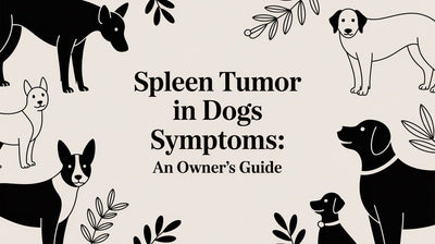 Spleen Tumor in Dogs Symptoms: An Owner's Guide - Drake Dog Cancer Foundation