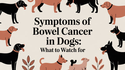 Symptoms of Bowel Cancer in Dogs: What to Watch For - Drake Dog Cancer Foundation