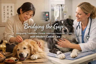 Integrating Traditional Chinese Veterinary Medicine (TCVM) with Modern Cancer Care - Drake Dog Cancer Foundation