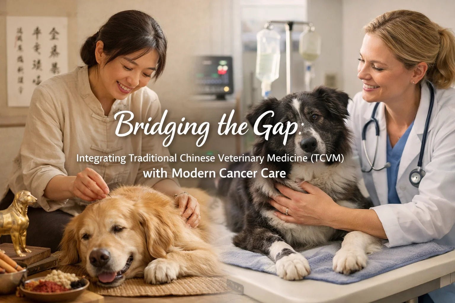 Integrating Traditional Chinese Veterinary Medicine (TCVM) with Modern Cancer Care - Drake Dog Cancer Foundation